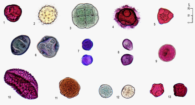 pollen 2.jpg